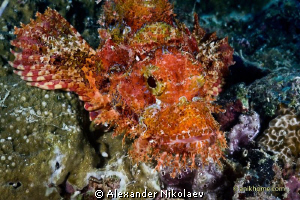 Bearded scorpionfish. Canon 40D, Sigma 50mm macro. by Alexander Nikolaev 